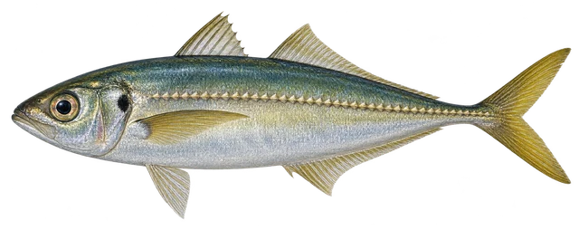 전갱이(Trachurus japonicus) 옆모습 그림