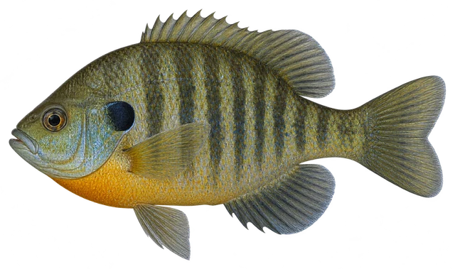 블루길(Lepomis macrochirus) 그림