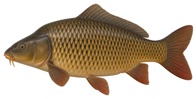 잉어(Cyprinus carpio) 그림