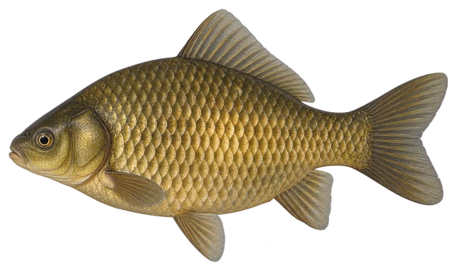 붕어(Carassius auratus) 그림