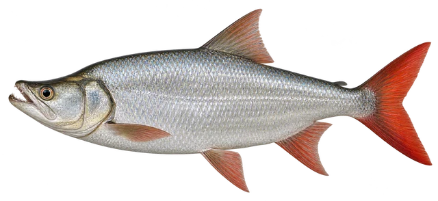 강준치(Chanodichthys erythropterus) 옆모습 그림