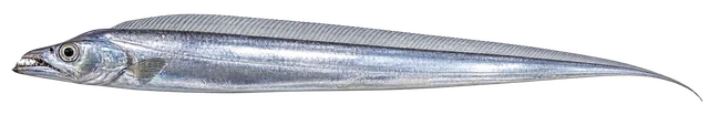 갈치(Trichiurus lepturus) 옆모습 그림