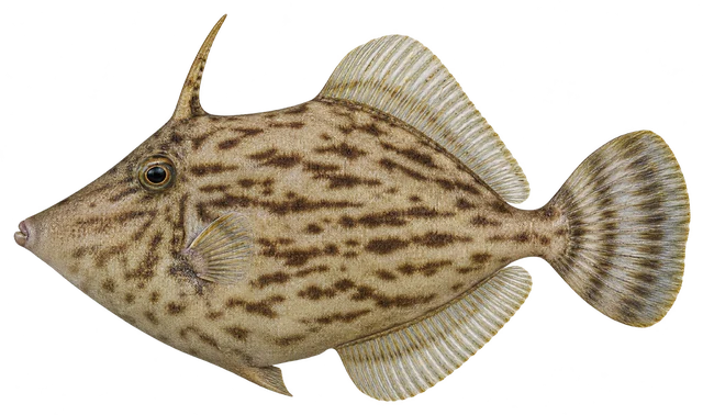쥐치(Stephanolepis cirrhifer) 옆모습 그림