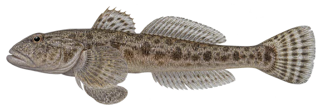 풀망둑(Synechogobius hasta) 옆모습 그림