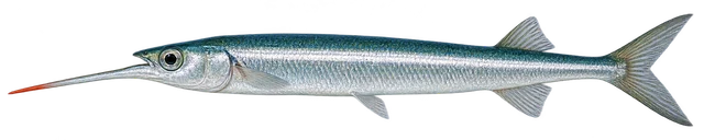 학꽁치(Hyporhamphus sajori) 옆모습 그림
