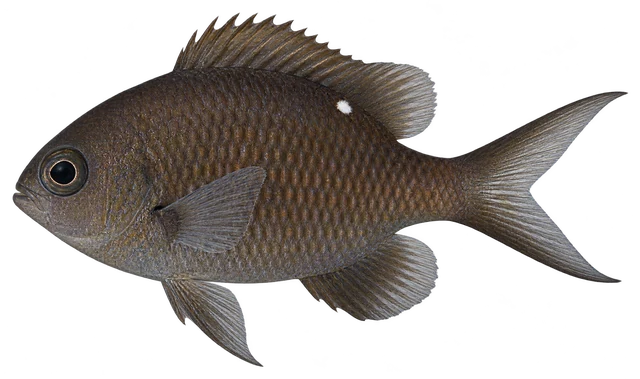 자리돔(Chromis notata) 옆모습 그림