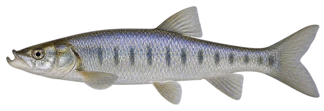 끄리(Opsariichthys uncirostris amurensis) 옆모습 그림