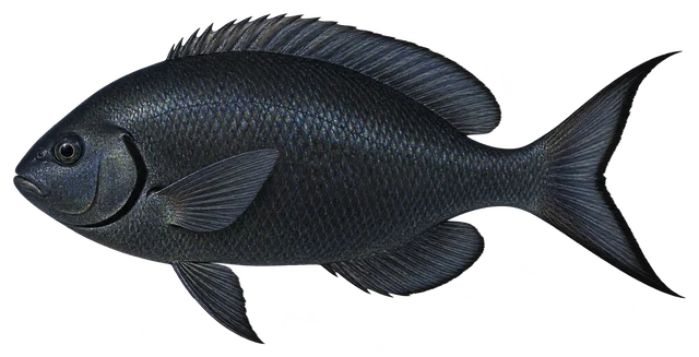긴꼬리벵에돔(Girella melanichthys) 옆모습 그림