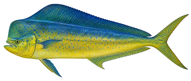 만새기(Coryphaena hippurus) 그림