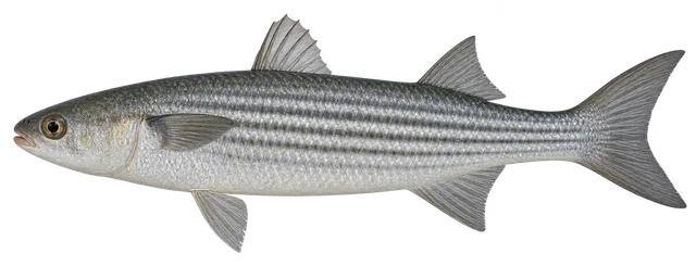 숭어(Mugil cephalus) 옆모습 그림