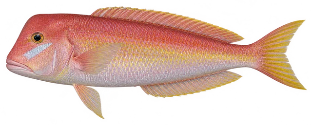옥돔(Branchiostegus japonicus) 그림