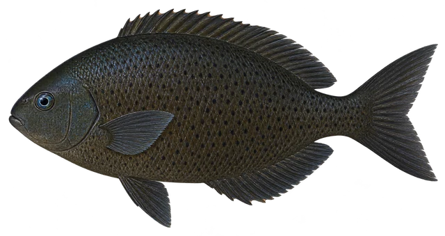 벵에돔(Girella punctata) 옆모습 그림