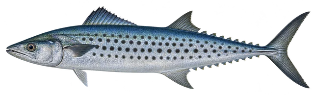 삼치(Scomberomorus niphonius) 그림