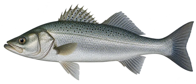 농어(Lateolabrax japonicus) 그림