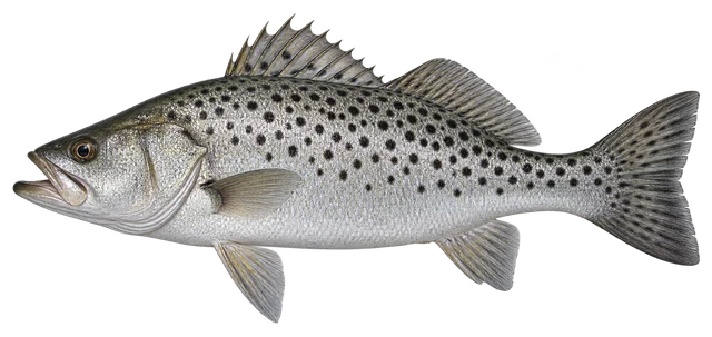 점농어(Lateolabrax maculatus) 그림