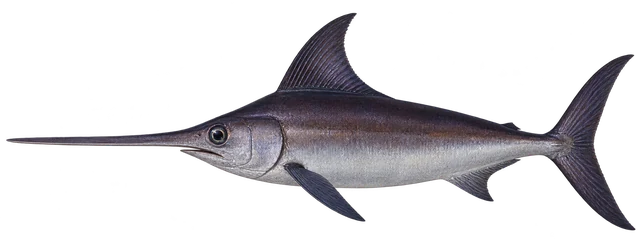 황새치(Xiphias gladius) 그림