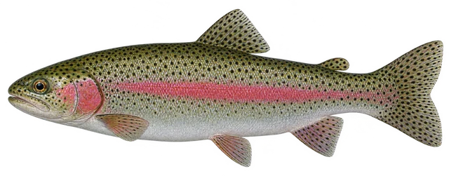 송어(Oncorhynchus mykiss) 그림