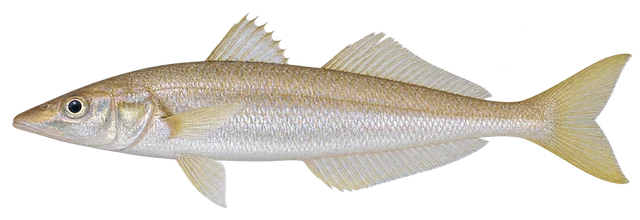 보리멸(Sillago japonica) 옆모습 그림