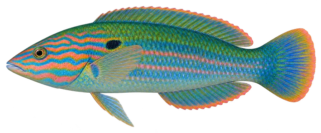 용치놀래기(Halichoeres poecilopterus) 옆모습 그림